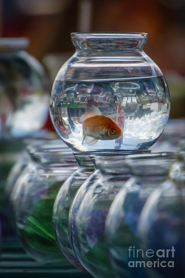 Win a Goldfish Photograph by Joann Long