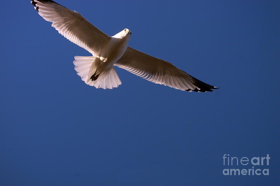 Seagull Photograph - Wind Beneath My Wings by Clayton Bruster