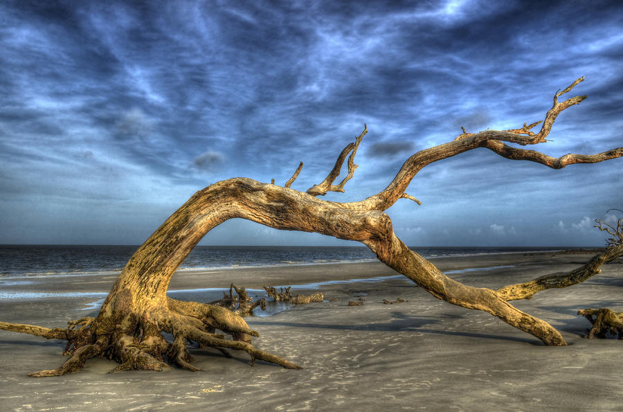 Tree Photograph - Wind Bent Driftwood by Greg and Chrystal Mimbs