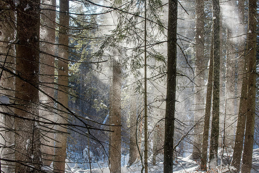 Wind Blowing in Winter Forest Photograph by Arterra Picture Library