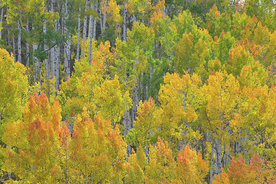Wind Blown Aspens at Dallas Divide Photograph by Ray Mathis