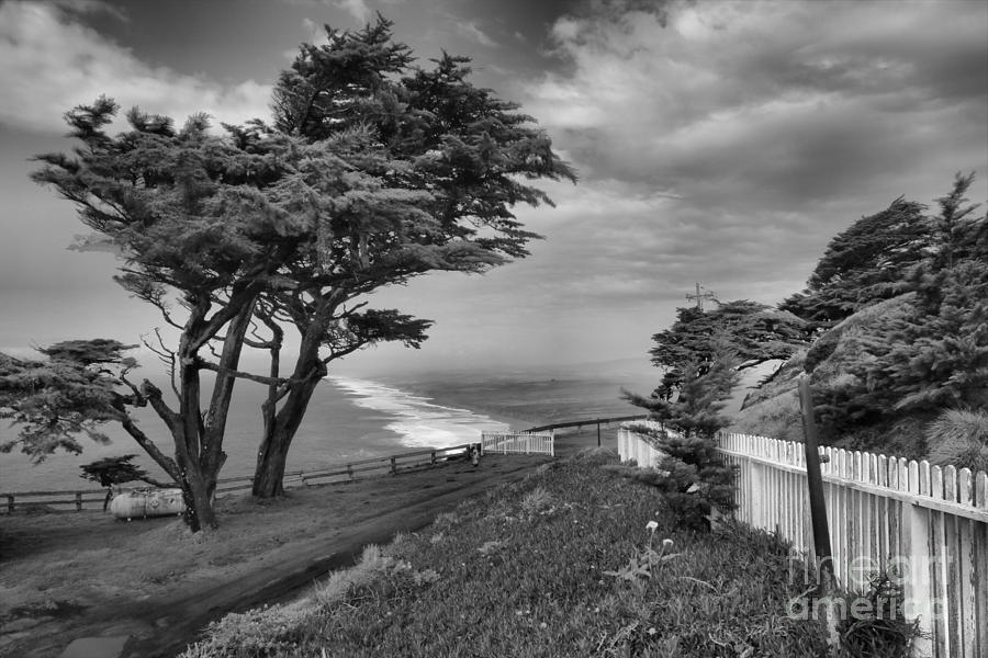 Point Reyes National Seashore Photograph - Wind Blown At Point Reyes Black And White by Adam Jewell