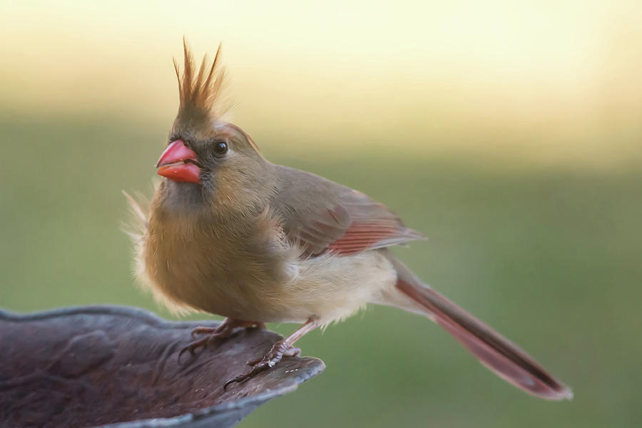Wind Blown Cardinal  Photograph by Terry DeLuco