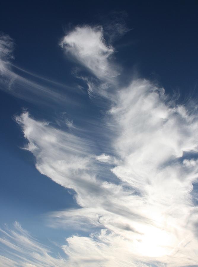 Wind Blown Photograph by David Dunham | Fine Art America