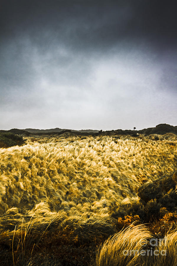 Nature Photograph - Wind blown grassland  by Jorgo Photography