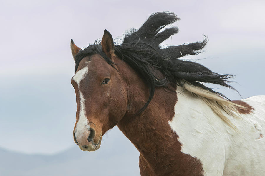 Horse Photograph - Wind Blown by Kent Keller
