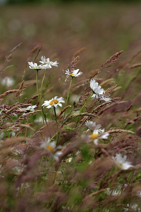Wind-blown meadow Photograph by Ian Sanders