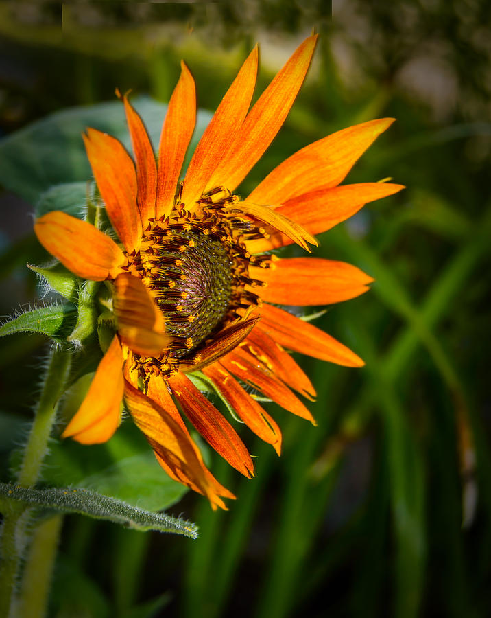 Wind Blown Sunflower Photograph by Leticia Latocki