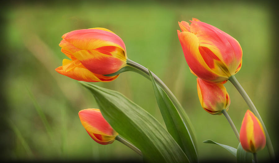 Wind Blown Tulips Photograph by Angie Vogel