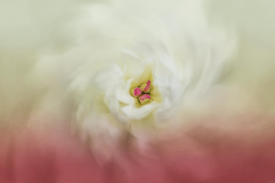 Wind Dance Peony Flower Art Photograph by Jai Johnson