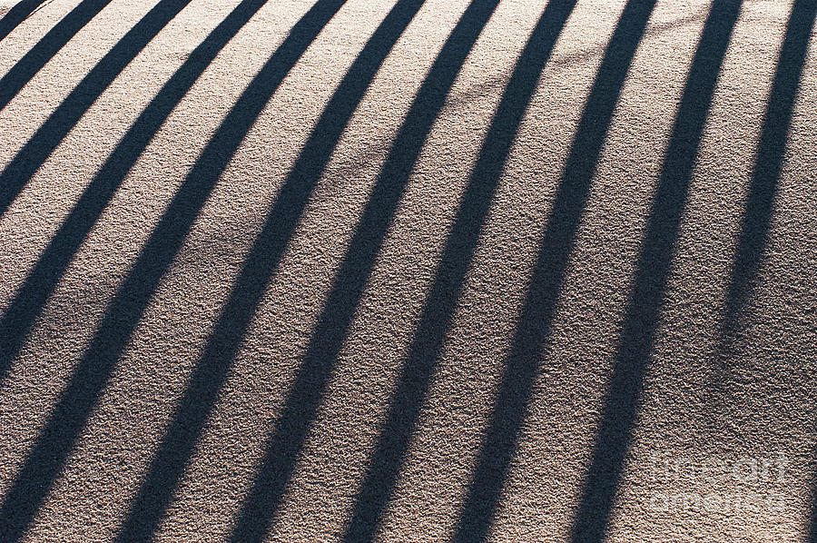 Wind Fence Shadows Photograph by Bob Phillips