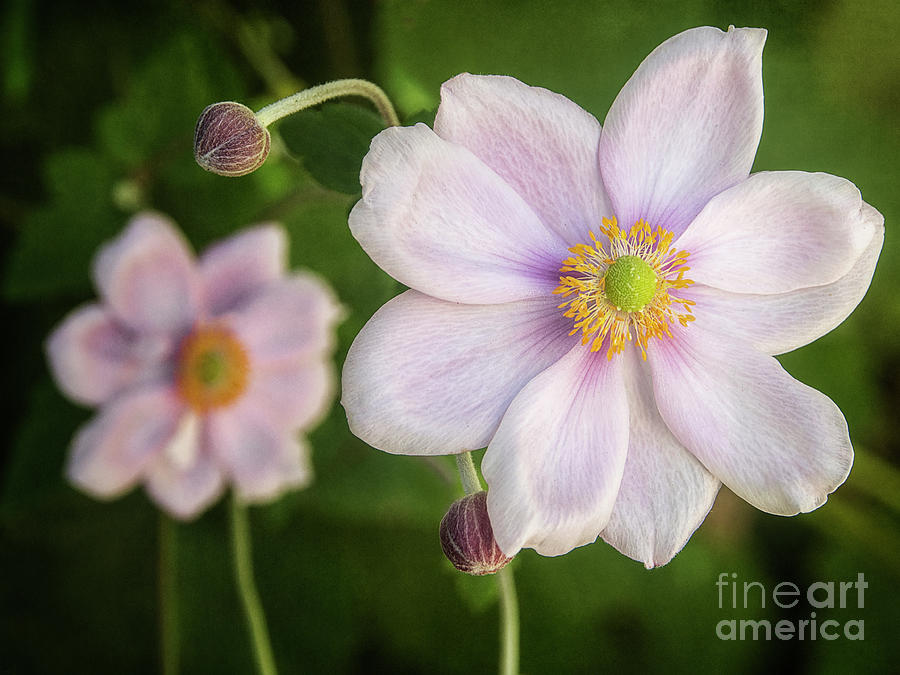Wind Flower by Kim Andelkovic Wind Flower by Kim Andelkovic