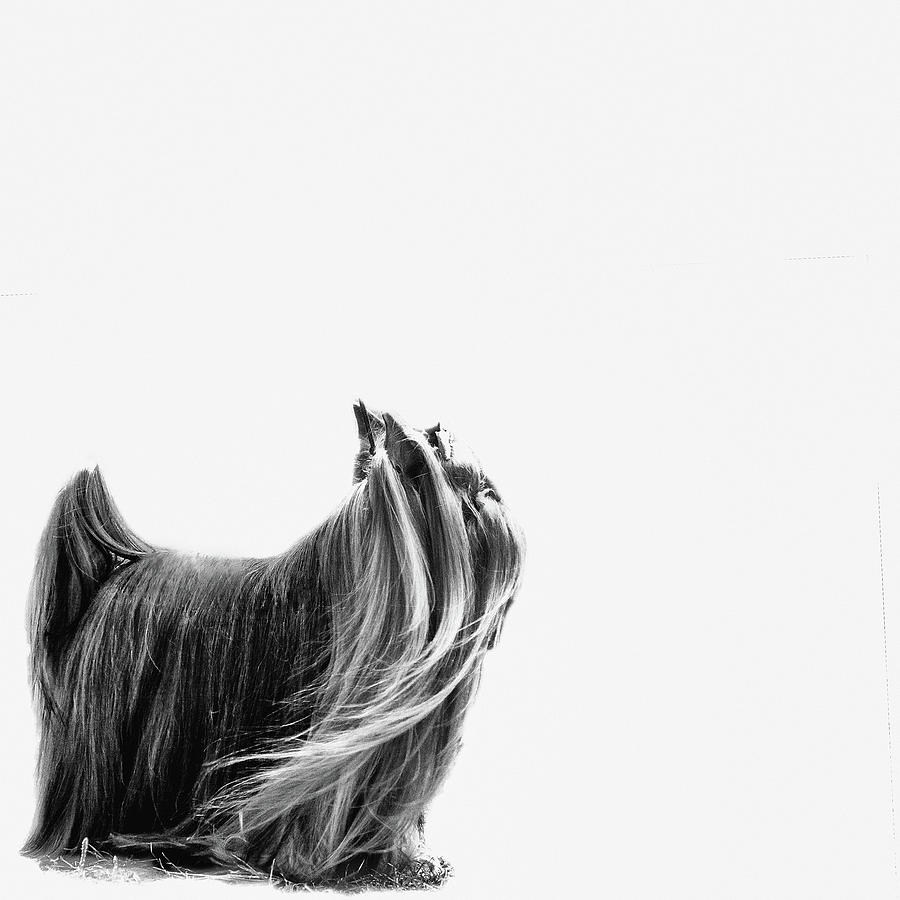 Animal Photograph - Wind In A Charming Coat Bw by Irina Safonova