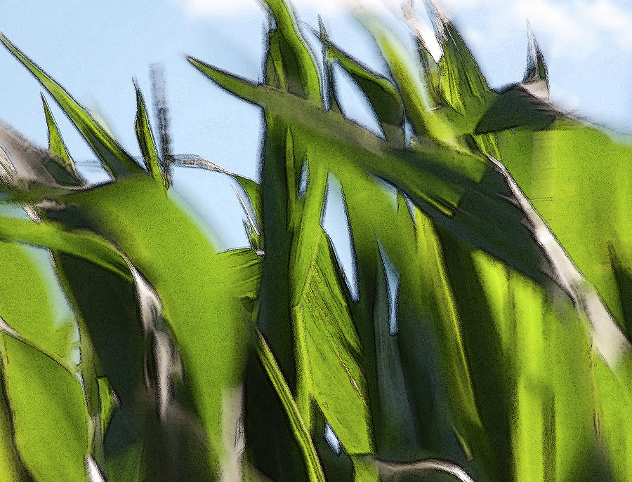 Wind in Corn Leaves 2 -  Photograph by Julie Weber