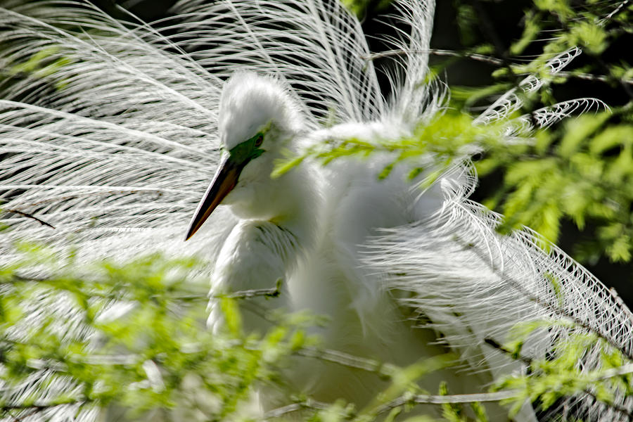 Wind In My Feathers Photograph by Patricia Brock - Fine Art America