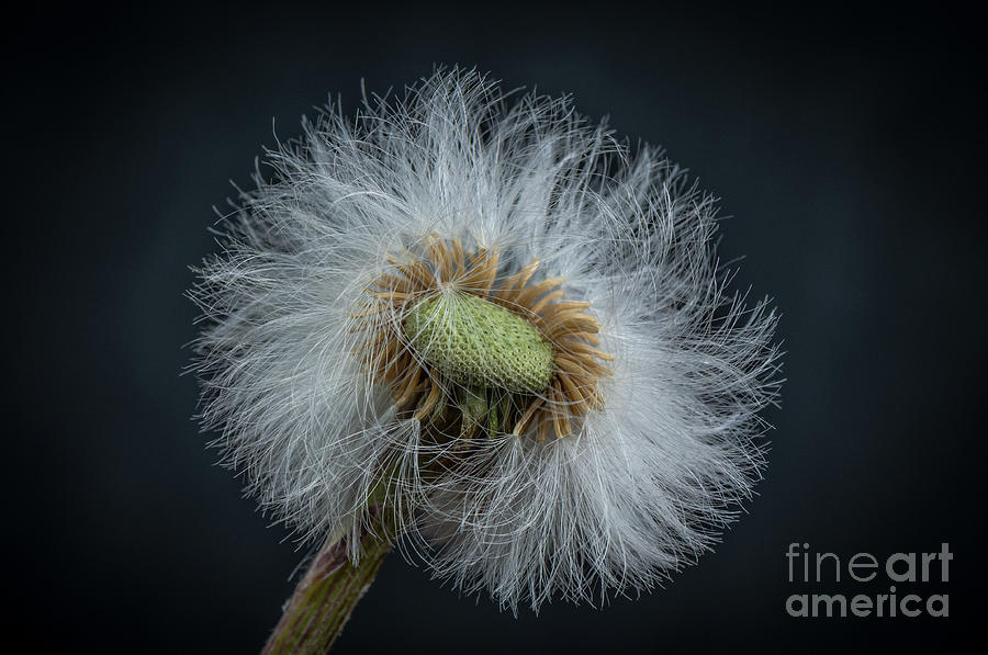 Flowers Still Life Photograph - Wind in the head by Lyudmila Prokopenko