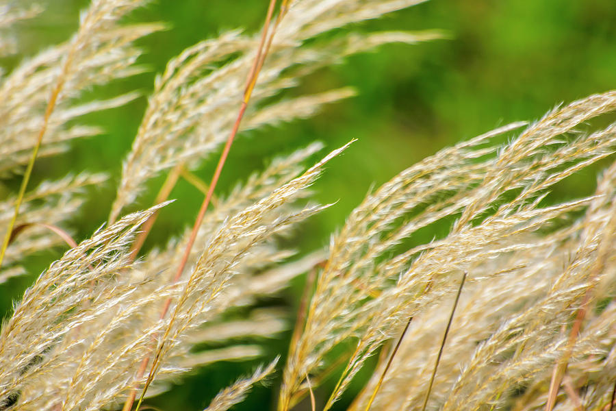 Wind In The Reed Grass Photograph