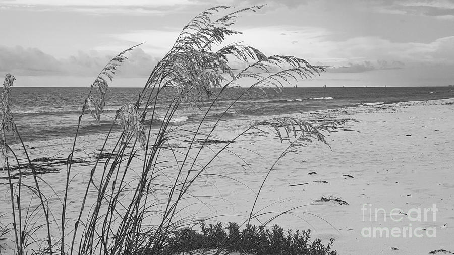Wind in the Sea Oats Photograph by Rachel Hannah