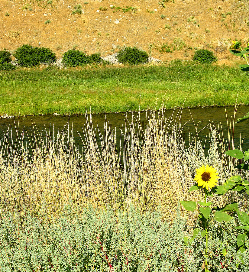 Nature Photograph - Wind River Sunflower by Steven Ainsworth