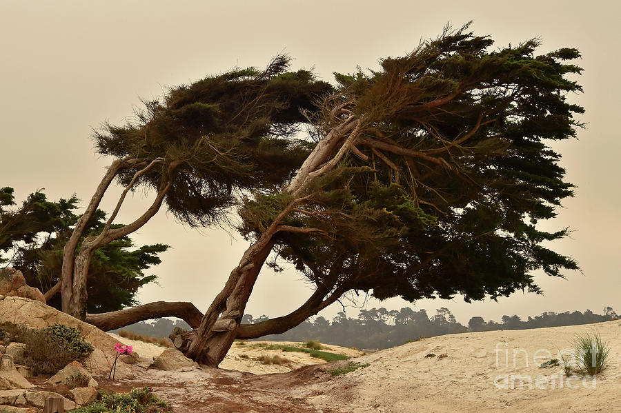 Wind Swept Cypress Digital Art by Howard Koby