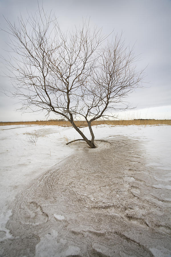 Winter Photograph - Wind Swept by Patrick Ziegler