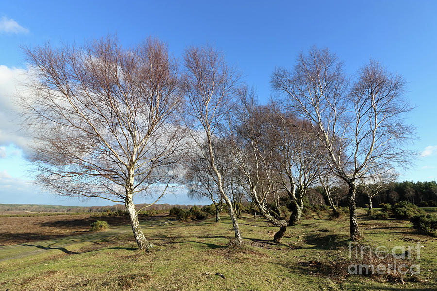 Wind Swept Trees New Forest UK Photograph by Julia Gavin