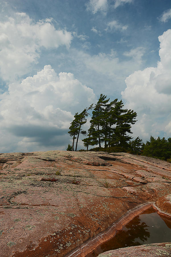 Wind Swept Trees on Rocks Photograph by Steve Somerville