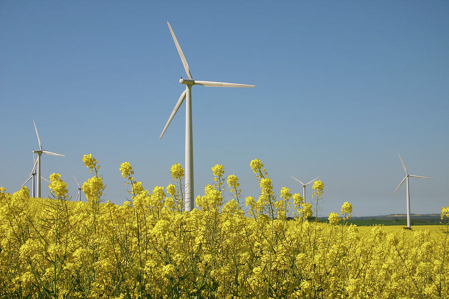 Wind Turbines Across A Field Of Flowering Oilseed Rape (brassica Napus) Photograph by Maria Jauregui Ponte Wind Turbines Across A Field Of Flowering Oilseed Rape (brassica Napus) Photograph by Maria Jauregui Ponte