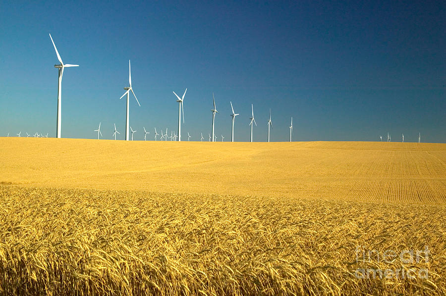 Wind Turbines And Wheat Field Photograph by Inga Spence