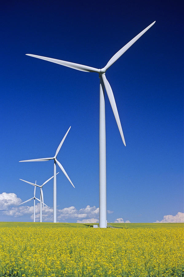 Wind Turbines In Canola Field, Near St Photograph by Dave Reede