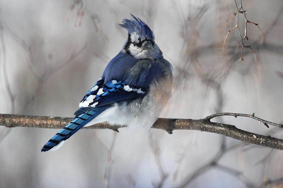Windblown BlueJay Photograph by Brook Burling