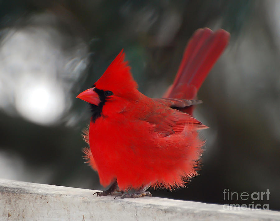 Bird Photograph - Windblown Cardinal by Kerri Farley