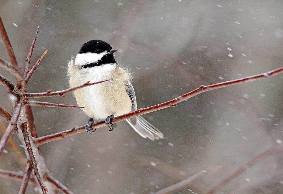 Windblown Chickadee Photograph by Debbie Oppermann - Fine Art America