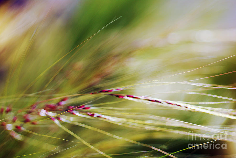 Windblown Grass Photograph by Ray Laskowitz - Printscapes