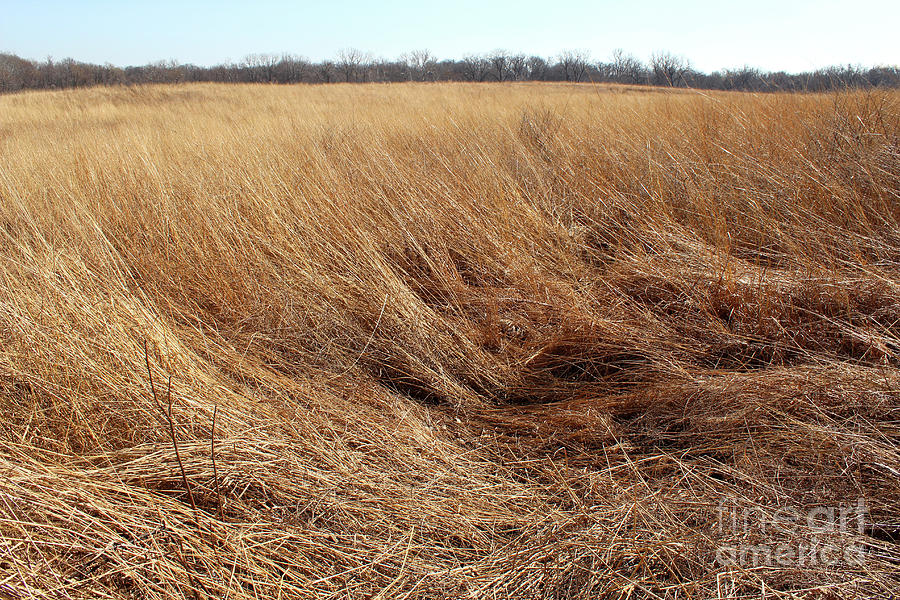 Windblown Native Prairie Grassland in Missouri USA Photograph by Adam Long