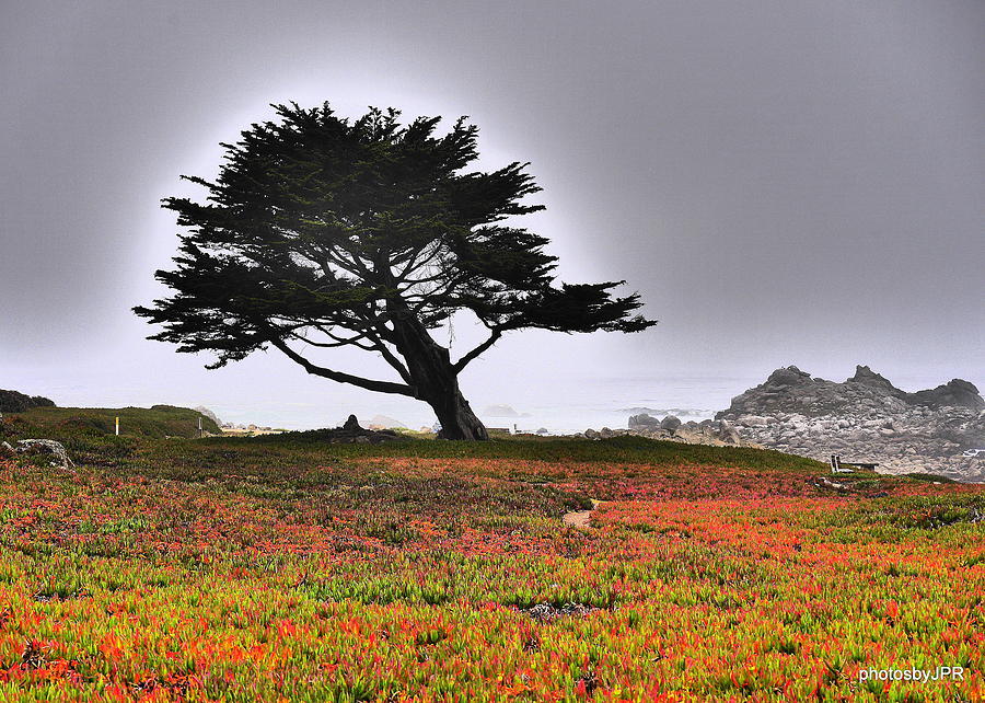 Windblown Tree on the California Coast Photograph by Jack Riordan
