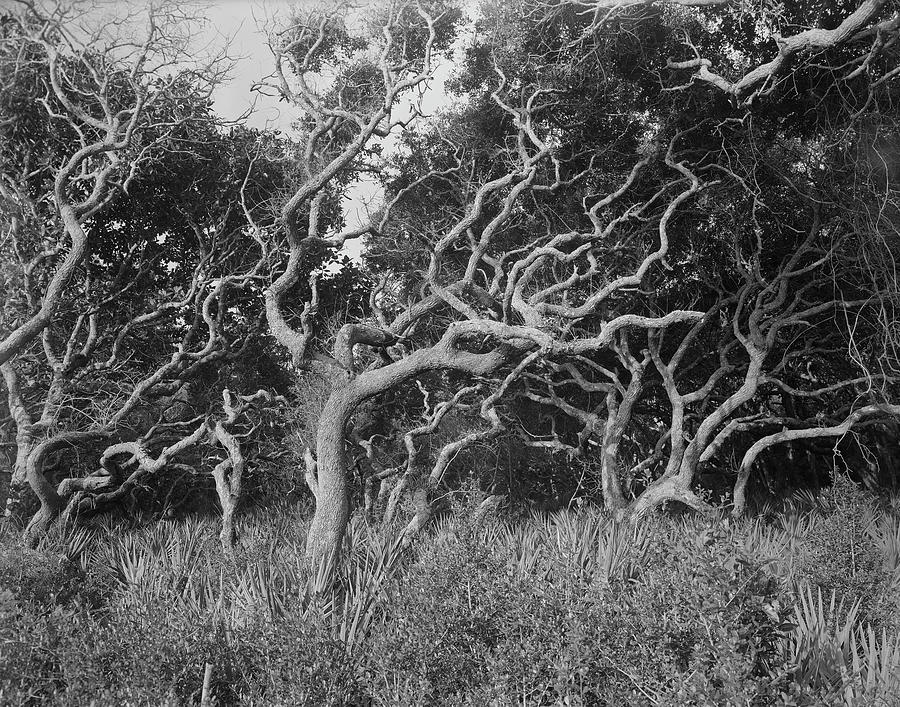 Windblown trees Photograph by John Simmons