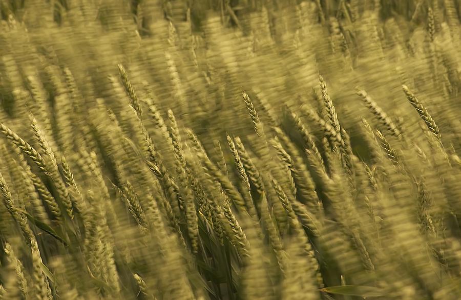 Windblown Wheat Photograph by Meirion Matthias