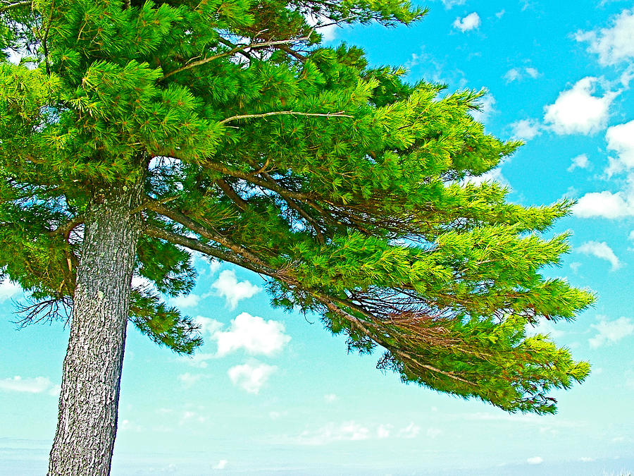Windblown White Pine at Sleeping Bear Point in Sleeping Bear Dunes National Lakeshore-Michigan Photograph by Ruth Hager