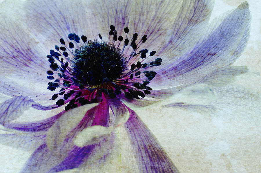 Nature Photograph - Windflower by Augenwerk Susann Serfezi