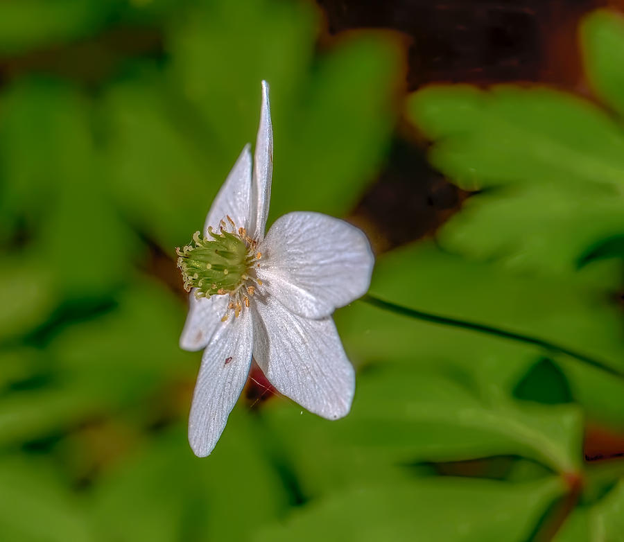 Windflower  Photograph by Leif Sohlman