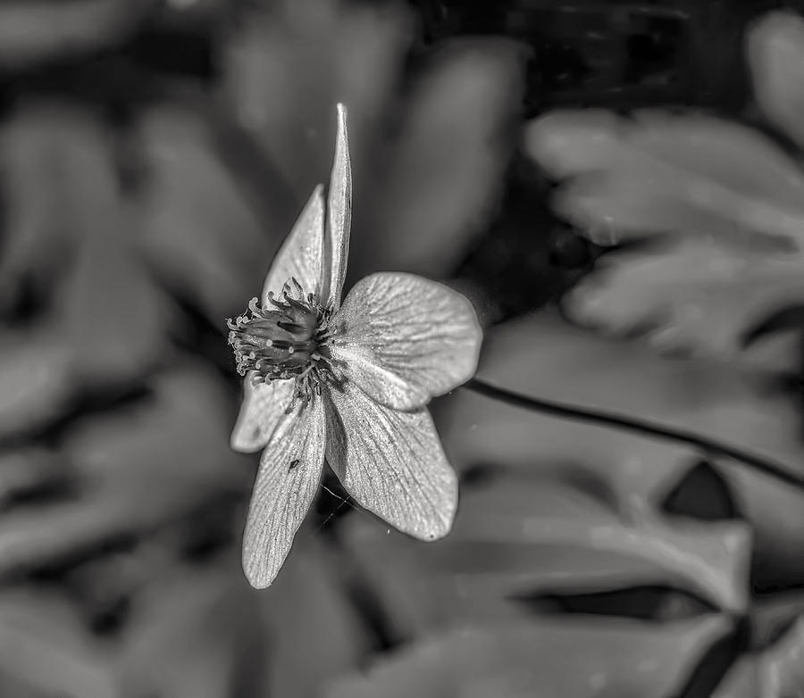 Windflower May 2015 BW. Photograph by Leif Sohlman