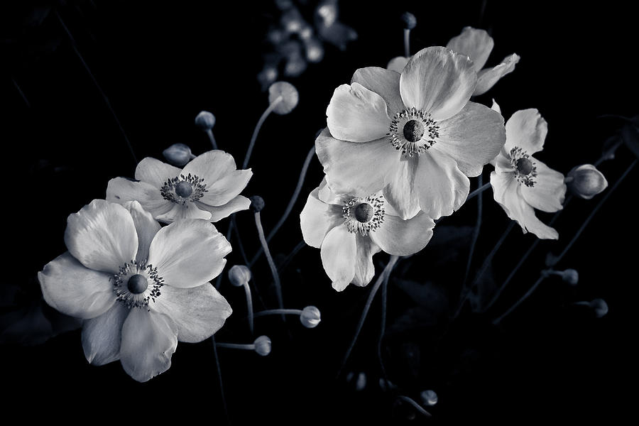 Flower Photograph - Windflowers Encore by Maggie Terlecki