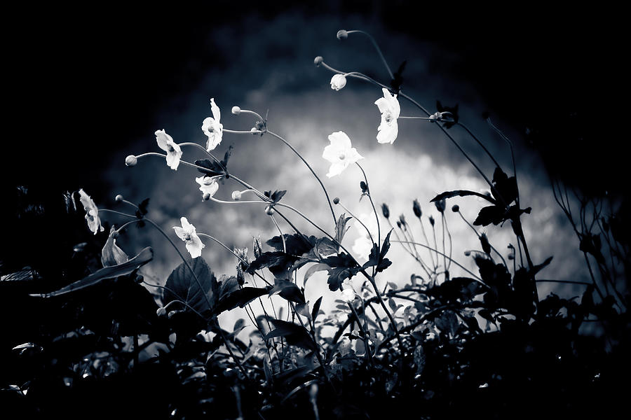 Flower Photograph - Windflowers  by Maggie Terlecki