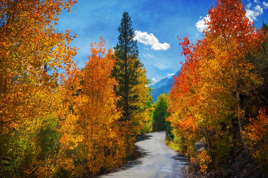 Winding Autumn Road Photograph by Lynn Bauer