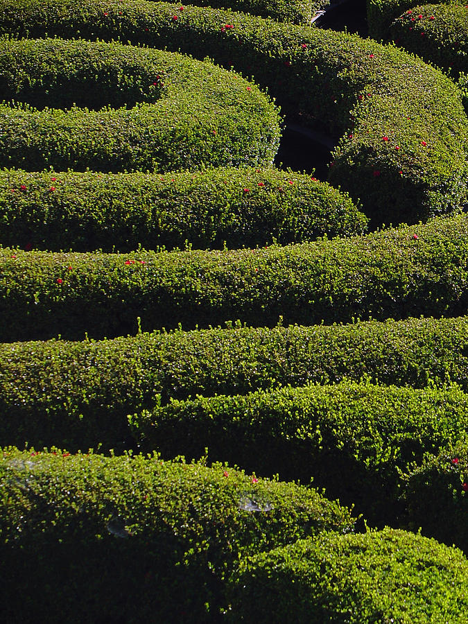 Winding Hedge Photograph by Sandy Fisher