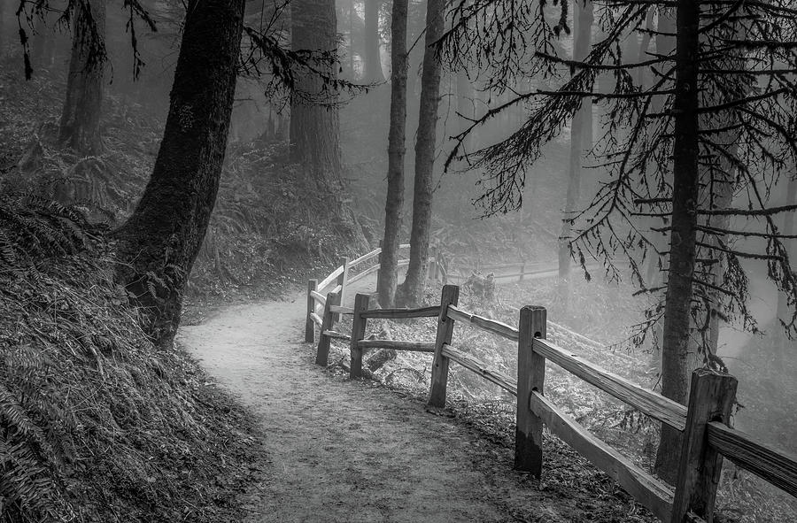 Winding Path, Misty Forest Photograph by Don Schwartz