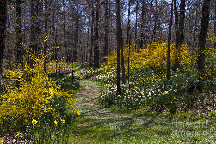 Nature Photograph - Winding Path through the Garden by Barbara Bowen