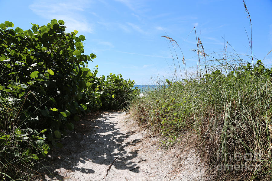 Winding Path to the Beach Photograph by Carol Groenen