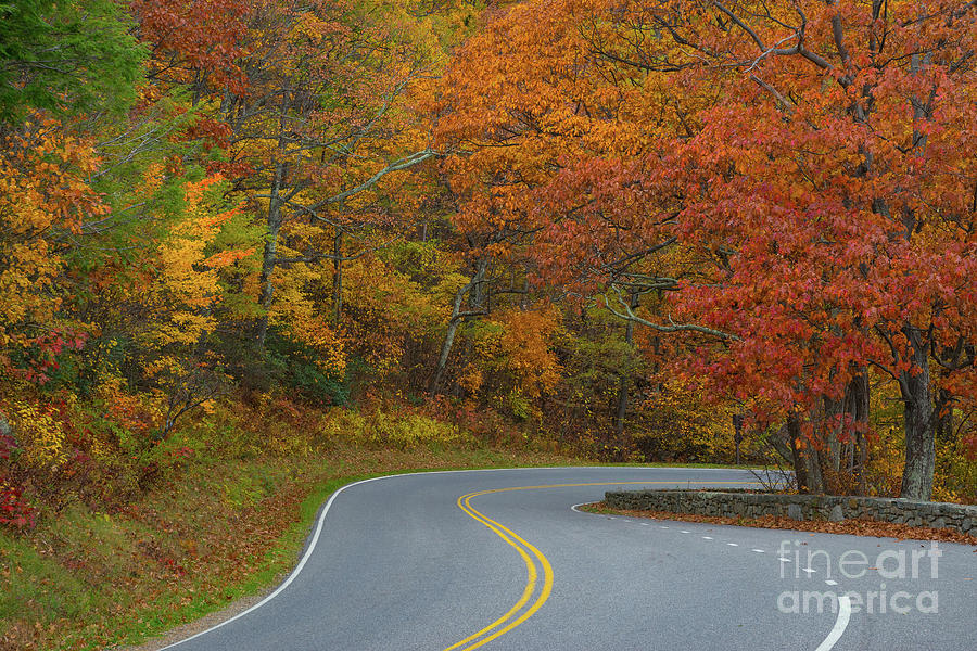 Winding Road In Autumn  Photograph by Michael Ver Sprill